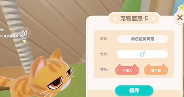 心动小镇怎么养猫？